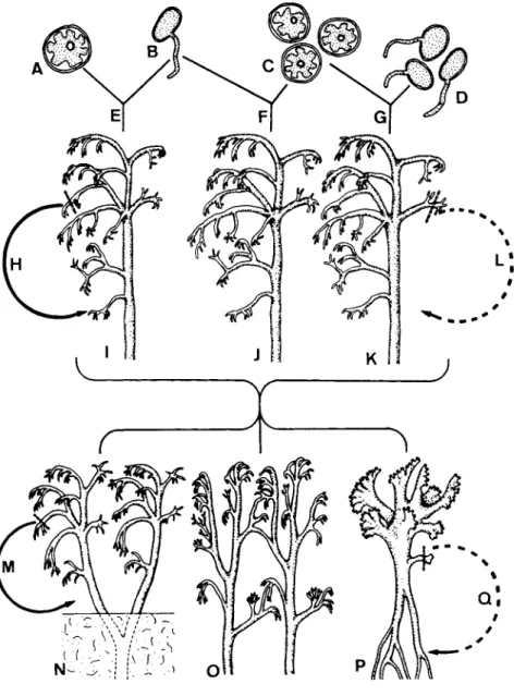 FIG. 82. Diagrammatic representation of possible origins of lichen thalli, i.e., (I) from  one spore and one algal cell (J) from one spore and several algal cells (K) from several spores  and several algal cells