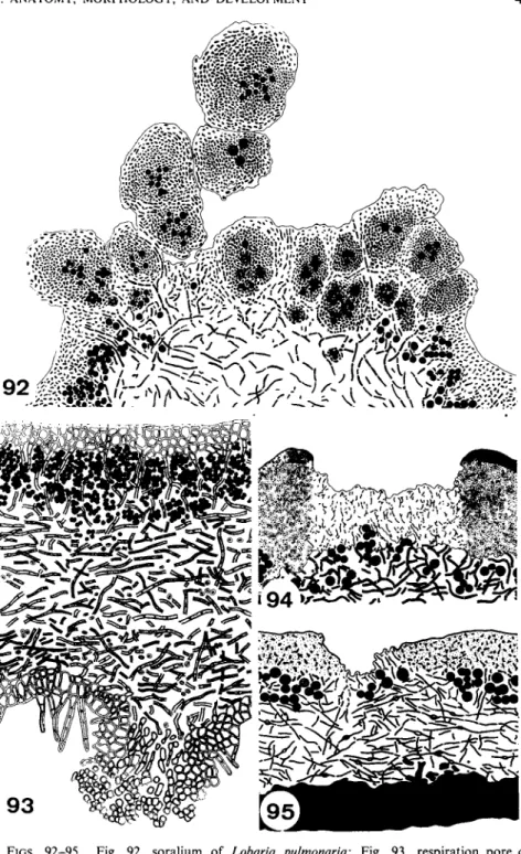 FIGS. 92-95. Fig. 92, soralium of Lobaria pulmonaria; Fig. 93, respiration pore of  Nephroma resupinatum; Fig