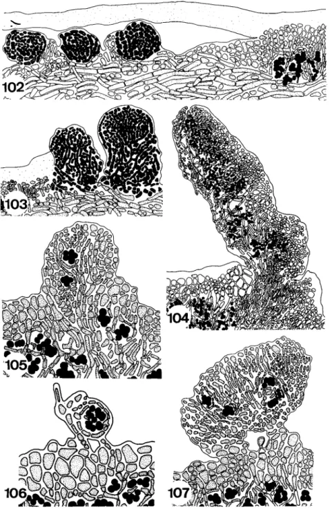 FIGS. 102-107. Figs. 102-104, development of isidia in Peltigera praetextata; Fig. 105, de- velopment of an isidium of Peltigera lepidophora by growth of medullary hyphae; Fig