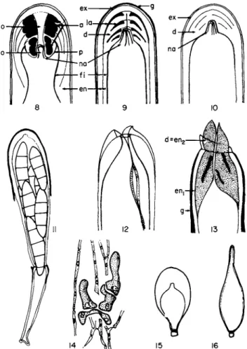Fig.  1 4 , young asci at the extremity of ascosporophytic hyphae; Fig.  1 5 , ascus of Arthonia; 