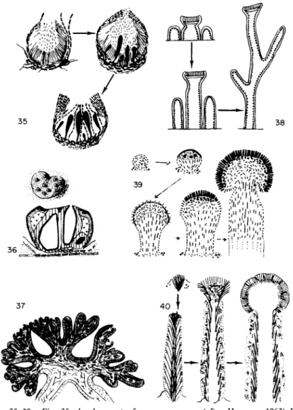 FIGS. 35-39. Fig. 35, development of pycnoascocarps (after Henssen, 1963) Fig. 36,  stromatoid structure in Laurera sanguinaria: general aspect and transverse section; Fig