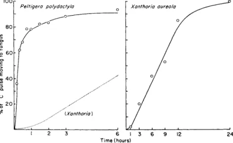 FIG. 3. Comparison of the rate of transfer of a pulse  o f 1 4 C from alga to fungus in Xanthoria  aureola and Peltigera polydactyla during photosynthesis
