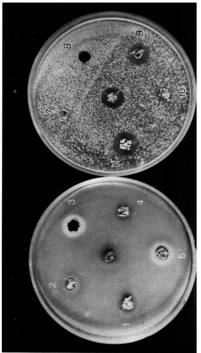 FIG. 1. Pieces of lichens on petri dishes inoculated with Bacillus subtilis and Sarcina lutea