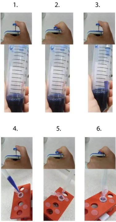 Figure 1.5 The steps of pipetting. The control button can be pushed with your thumb. 