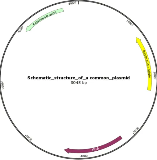 Figure 2.1 Schematic structure of a common plasmid vector. A plasmid vector must  contain sequences required for the start of replication, encode selection marker genes  and unique restriction sites (multicloning site (MCS))
