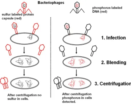 Figure 2.3. Schematic draft of the Hershey-Chase experiment. Bacteria were infected  with either  32 P or  35 S radiolabeled bacteriophages