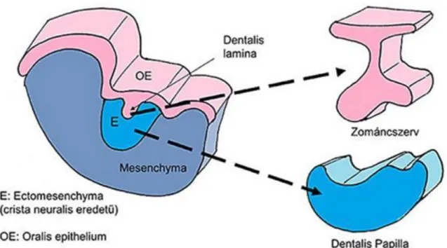 1.7. ábra - 7. ábra – A bazális membrán elválasztja az ameloblast és az odontoblastokat