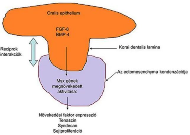 1.11. ábra - 11. ábra – Génaktiválódás a fog fejlődése során