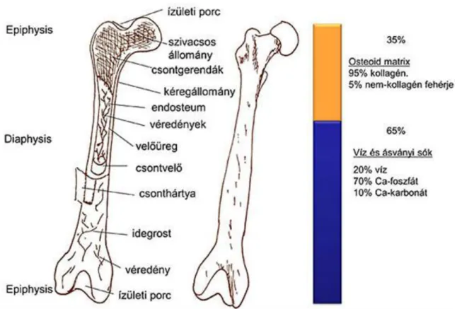 1.34. ábra - 5. ábra – A csontok főbb alkotóelemei