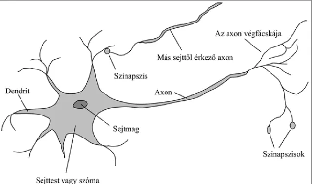 1.2. ábra - Az idegsejt vagy neuron részei. Minden neuron sejttestből vagy szómából áll,  amely  sejtmagot  tartalmaz