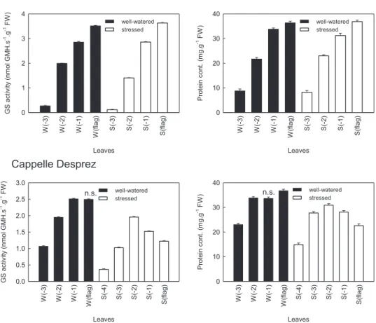 Fig. 1. Glutamine synthetase activities and protein contents of the tolerant (Plainsman V) and sensitive (Cappelle Desprez) wheat cultivars
