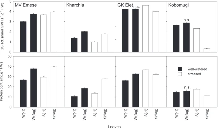 Fig. 2. Glutamine synthetase activities and protein contents of different wheat cultivars