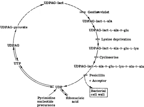 FIG. 1. Synthesis of  5 . aureus wall mucopolysaccharide. UDPAG-lact = uri­