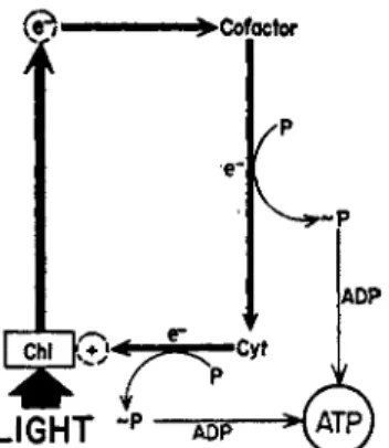 FIG.  1 . Scheme for cyclic photophosphorylation catalyzed by a physiological  cofactor (a quinone or a flavin)