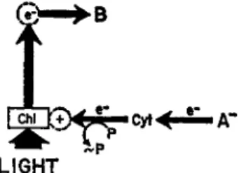 FIG. 3. Scheme for noncyclic photophosphorylation of the bacterial type. 