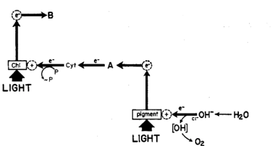 FIG. 5. Scheme for noncyclic photophosphorylation of the green plant type. 