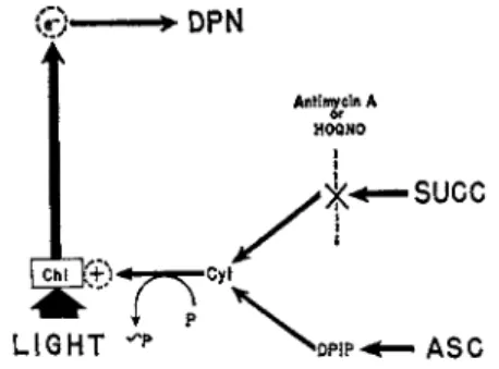 FIG. 6. Site of antimycin A or  H O Q N O inhibition in noncyclic photophos- photophos-phorylation of R