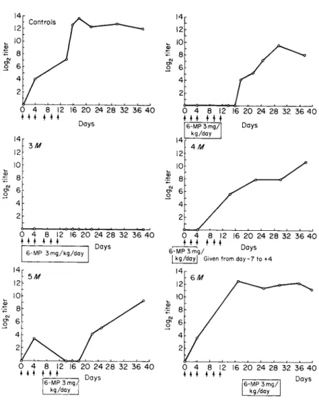 FIG. 1. Course of the immune response in control and 6-mercaptopurine-treated  (6-MP) rabbits