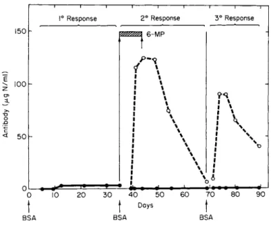 FIG. 3. Depression of primary, secondary, and tertiary response to bovine serum  albumin (BSA) with 6-mercaptopurine (6-MP)