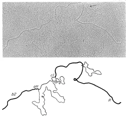 FIG.  4 . An electron micrograph illustrating the technique of cytogenetically de­