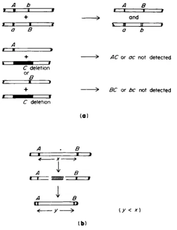 FIG. 5. Some genetic tests for deletion mutants, (a) Absence of recombination  between the test mutation (deletion) and two other recombinable mutations (a  and b)