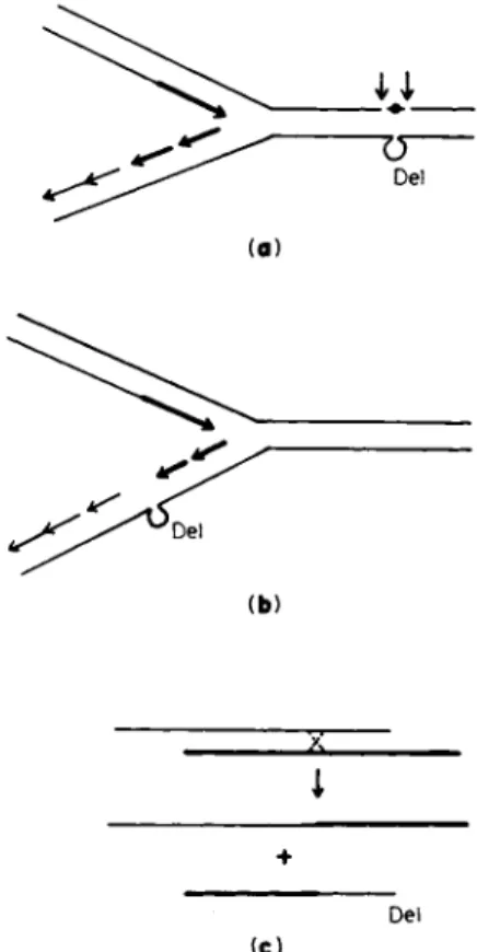 FIG. 7. Three hypothetical modes for the origin of deletions (DEL), (a) As  an error during the repair of a spontaneous or induced structural aberration indicated  as  # ; the two arrows indicate the region where a mispairing reaction may be  promoted by e