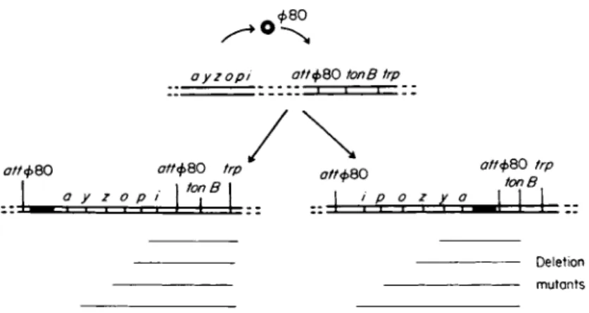 FIG. 3. Diagram illustrating (1) the orientation of lac genes in derivatives of  E. coli that have had the lac operon transposed to an atypical chromosomal  location close to the tonB locus and (2) how deletion mutants isolated from  these derivatives on t