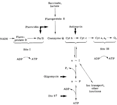 FIG. 6. Sites of inhibition of the respiratory chain and of energy transfer by  antibiotics (cyt., cytochrome)