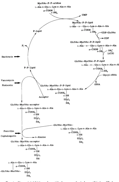 FIG. 1. Sites of inhibition of peptidoglycan synthesis by antibiotics. [Redrawn  from Perkins (16), with kind permission of the author and Academic Press.] 