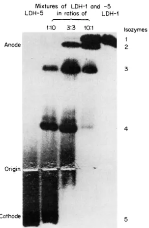 FIG. 3. Photograph of a starch gel in which LDH-1 (far right) and LDH-5 (far  left) were mixed in the proportions indicated and frozen in 1 Μ NaCl to produce  isozyme patterns characteristic of various human tissues