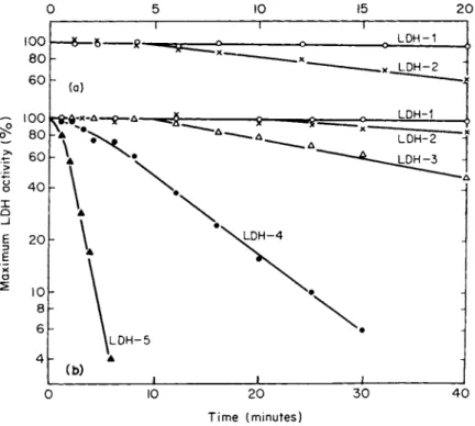 FIG. 11. Effect of heat on canine LDH isozymes at (a) 55°C and (b) 53°C. (From  Plagemann et al