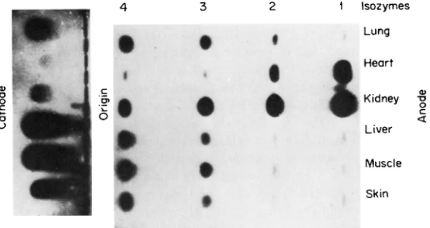 FIG. 1. Photograph of a starch gel treated to reveal the LDH isozymes in  homogenates of six human tissues obtained at autopsy from a healthy subject  killed in an accident