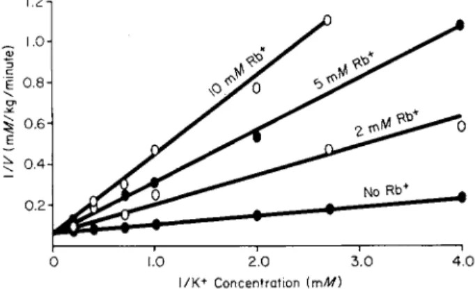 FIG. 1. A kinetic analysis of the effect of  R b +  on  K +  uptake [15]. 