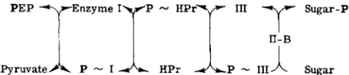FIG. 4. Phosphate transfer via the phosphotransferase system. The following abbrevia­