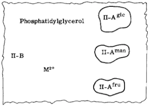 FIG. 5. Schematic structure of the E. coli constitutive Enzyme II complex. 