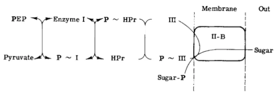 FIG. 6. Phosphate transfer and sugar translocation via the phosphotransferase system. 