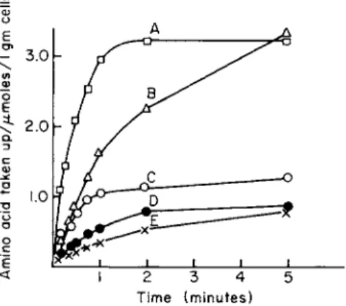 Figure 1 shows the time course of uptake of five amino acids into E. 