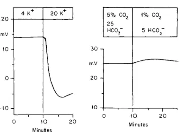 FIG. 5. Effect of changing  K +  (left graph) and  H C 0 3 ~ (right graph) concentrations in  fluid bathing nutrient (submucosal) side in vitro frog gastric mucosa [178a]