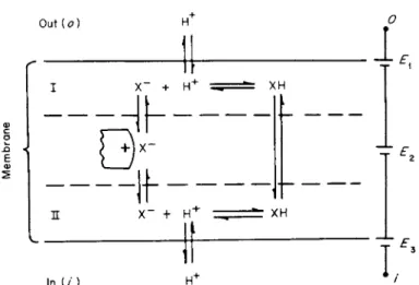 FIG. 6. Model to illustrate passive carrier proton conductance of cellular limiting  membrane