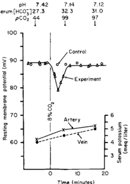 FIG. 3. Effect of hyperventilation induced by increased rate of mechanical respirator on  potential difference (PD) of rat striated muscle membrane