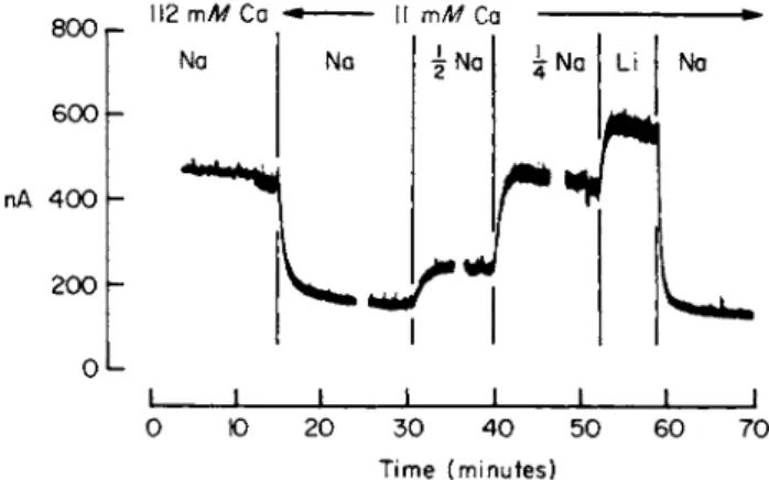 FIG. 4. Changes in the ionized Ca concentration inside a squid axon following alterations  in the ionic composition of the external medium
