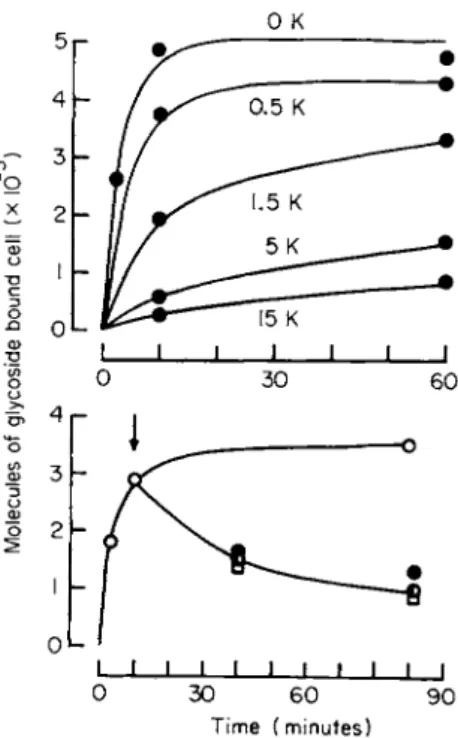 FIG. 2. The influence of Κ ions on the rates of binding and release of   3 H-ouabain from  HeLa cells