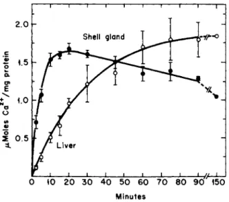 FIG. 7. Uptake of calcium by isolated mitochondria from shell gland and liver of  actively laying hens