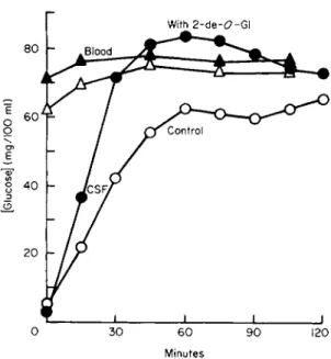 FIG. 2. Countertransport of glucose into dog cerebrospinal fluid (CSF). On two occa- occa-sions, 8 ml of CSF was removed from the same dog, and replaced with an equal volume of  artificial CSF: sugar-free on the first (control) run (open points), but conta
