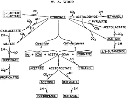 FIG. 4. Fermentation product formation from pyruvate. 