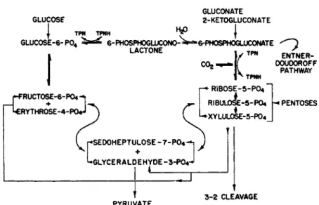 FIG. 5. Hexose monophosphate pathways. 