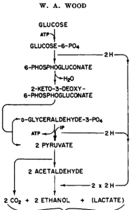 FIG. 8. Bacterial ethanolic fermentation (Entner-Doudoroff pathway) of Pseu- Pseu-domonas lindneri