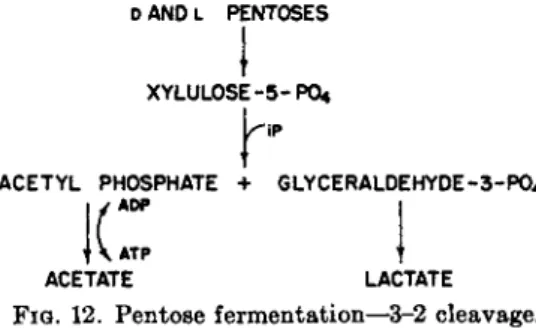 FIG.  1 2 . Pentose fermentation—3-2 cleavage. 