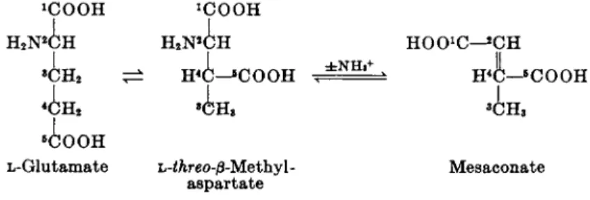 FIG. 3. Conversion of glutamate to mesaconate. 