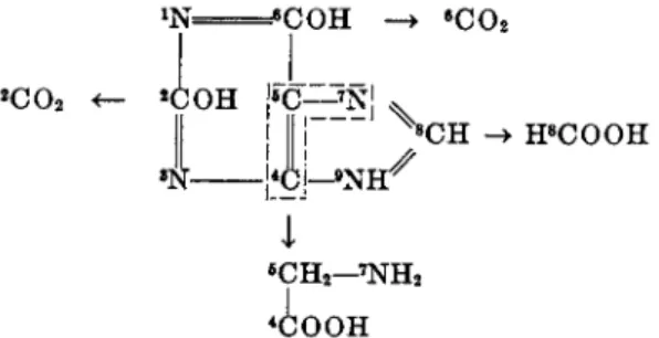 FIG. 5. Origin of some products of xanthine fermentation. 